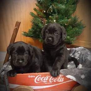 Labrador Retriever 13