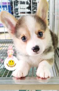 hh-5533 Welsh Corgi Tri color pretty puppies