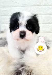 GRR332WQ Tiny Poodle white & black patch color