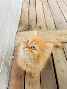 Persian + semi flat face