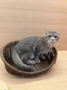 Scottish fold