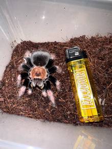 tarantula