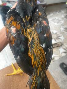 Ayam lheung hang khao
