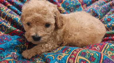 Toy Poodle Puppu 10 weeks