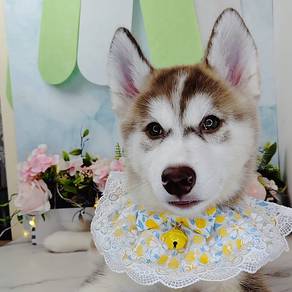 Wooly Husky