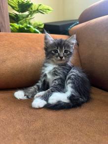 Mainecoone Mix Persian