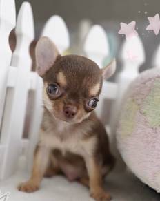 CHIHUAHUA PUPPIES 245 🌷Head Apple Cute Dog Boy