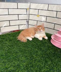 Longhair Munchkin kitten