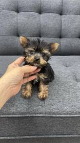 约克夏男
Yorkie
Male
