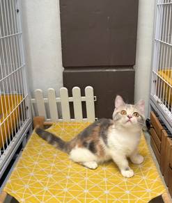 BSH calico Munchkin kitten