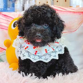Poodle
