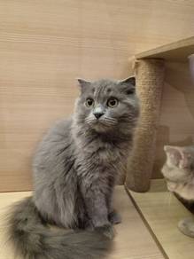 Scottish fold kitten available for sale 