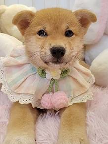 Shiba INu