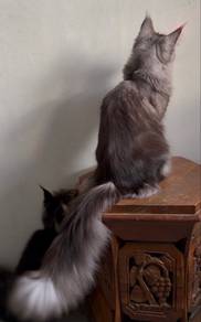 Black Smoke Female Mainecoon