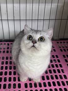 Munchkin Silver British Short Hair BSH