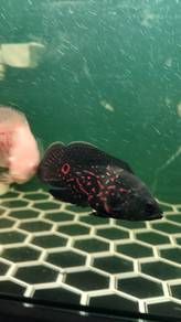 Ikan Oscar red cooper tiger albino