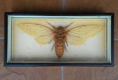 Dy Insect Collection of Queen Cicada in Frame