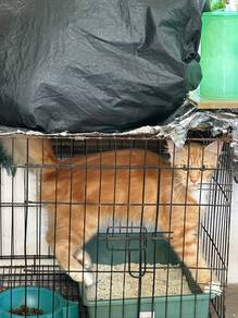 Breed/Baka mainecoon betina