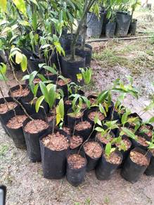 Benih pokok cemperai