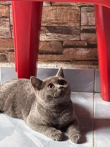 BSH (7month)