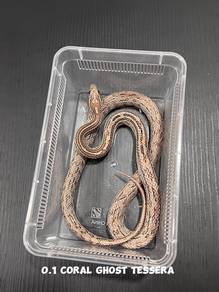 corn snake (ghost tessera morph)