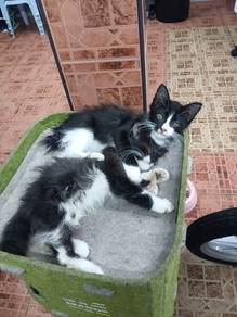 anak kucing comel untuk mencari tuan baru