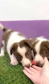 Border collie chocolate color
