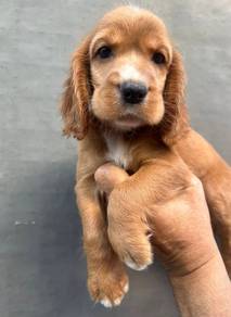 ENGLISH COCKER SPANIEL PUPPIES C135🌻 Male-Female