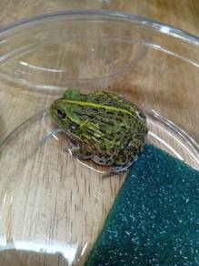 African Giant Bull Frog 