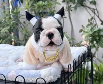 ENCH BULLDOG PUPPIES 🌻A197 Cow Pattern Girl
