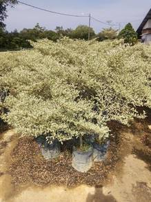 Pokok Bucida Batik 3 kaki