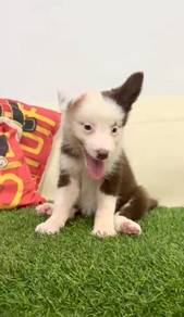 Border collie special marking offer