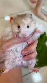 Poly Hamster Male