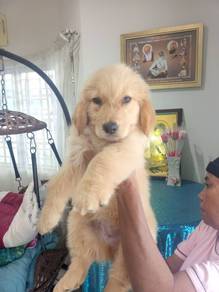 Golden Retriever Big Bone