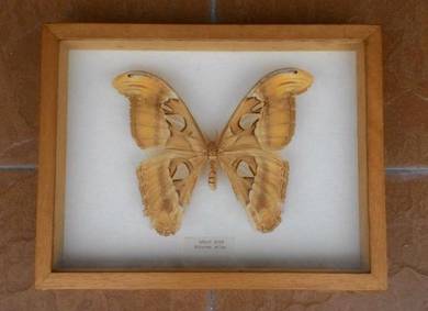 Dy Butterfly Collection of Atlas Moth in Frame