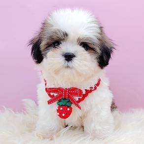 Shih Tzu