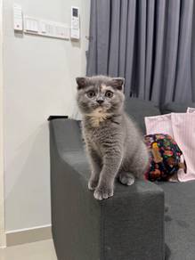 REHOME SCOTTISH FOLD mix BSH🐱