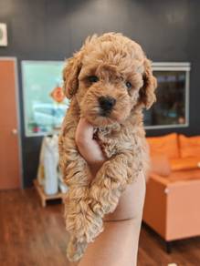 Pure breed shih tzu and poodle