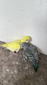 budgie