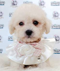 Poodle