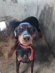 Rottweiler/Doberman 
