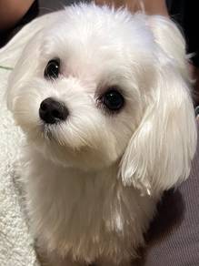 Chubby Cute Little White Fur Ball Baby Dog
