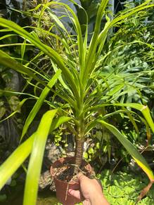 pokok draco