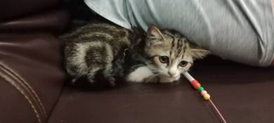 American Shorthair Brownish Marble 