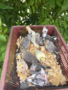 burung baby cockatiel bird parrot small