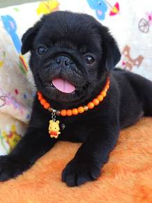 black color pug puppies 