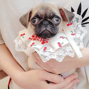 Pug