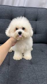 Female Bichon Frise White Puppy F-1