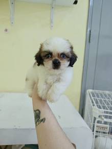 shih tzu cute 