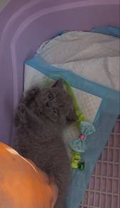 BSH Kitten